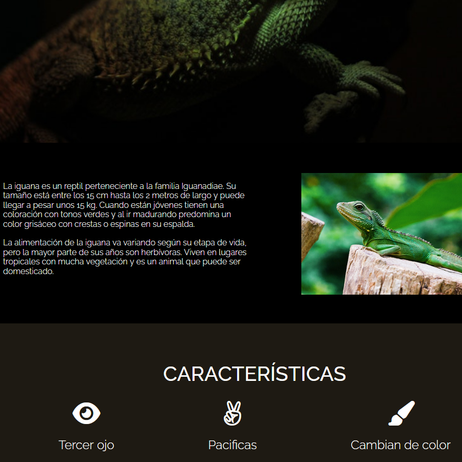 Galería de iguanas